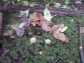 /album/integratie-3kk-1l/herfstwandeling-2-314-jpg/